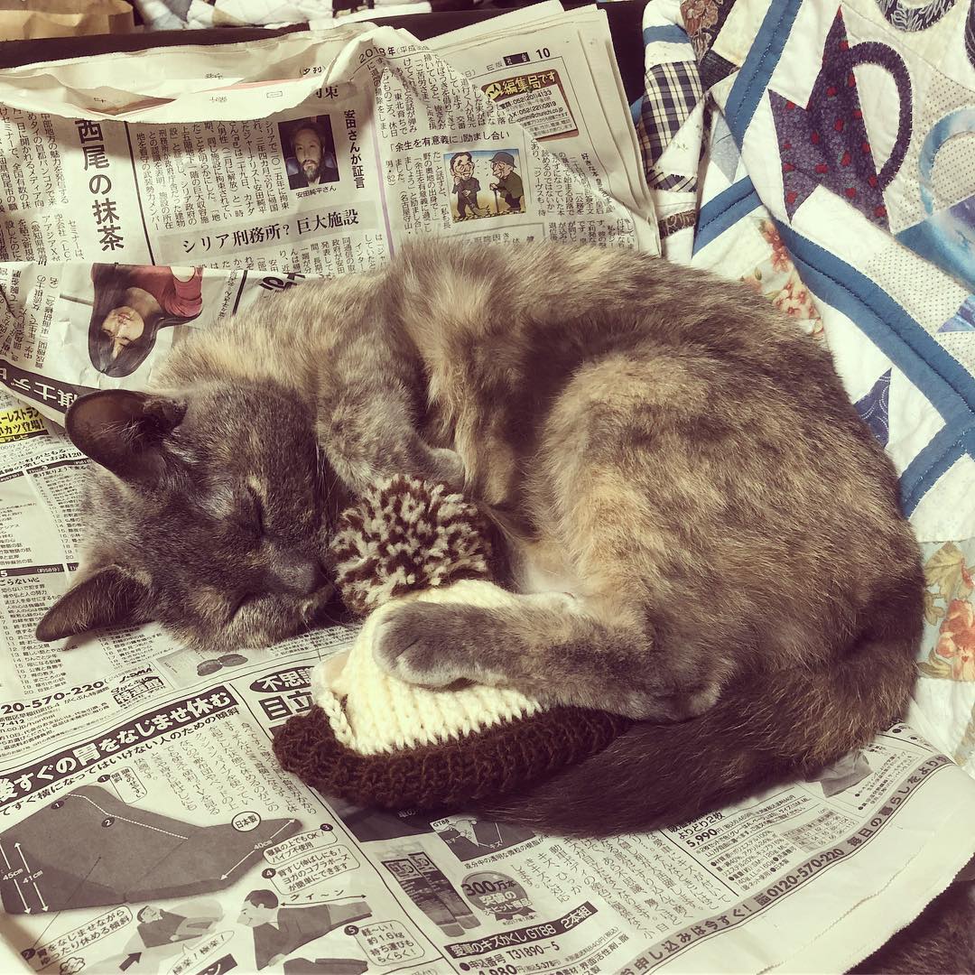 後ろ脚に挟んでるのは猫用帽子なのです