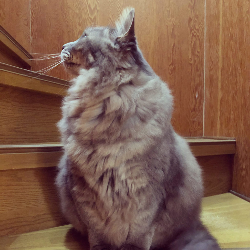 実家の猫、その2