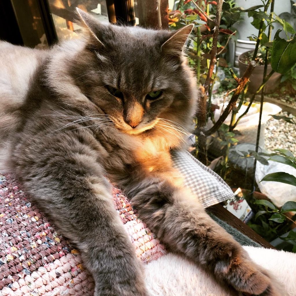 実家の猫、その2