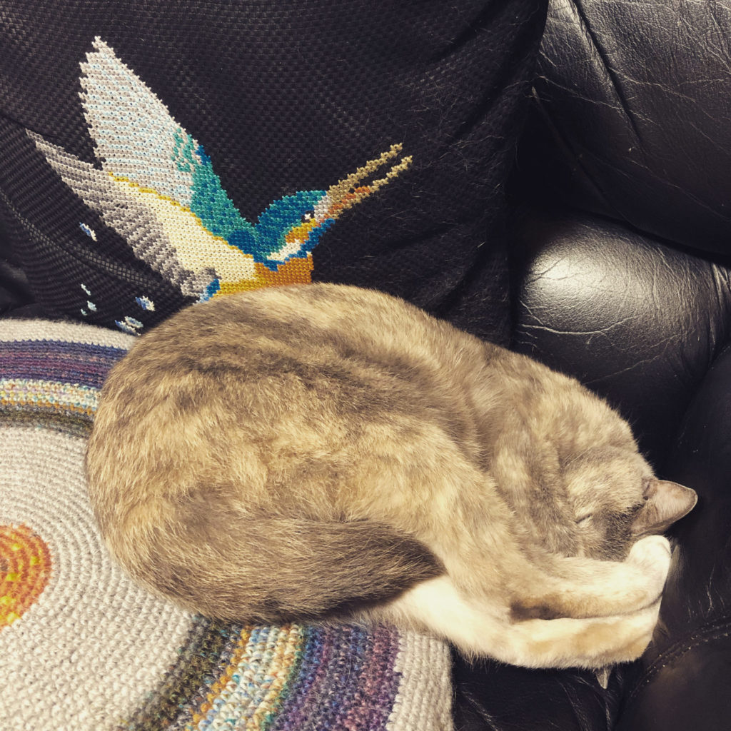 実家の猫、その1