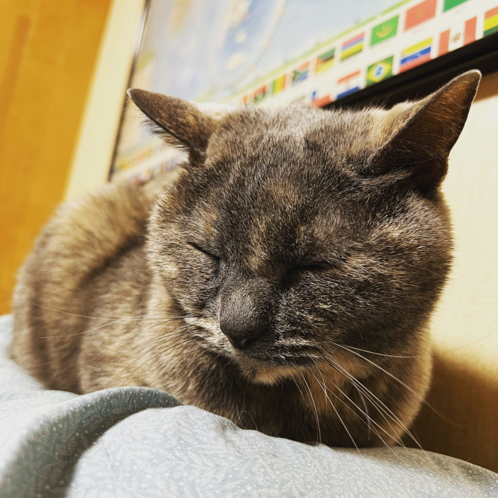 実家の猫、その1