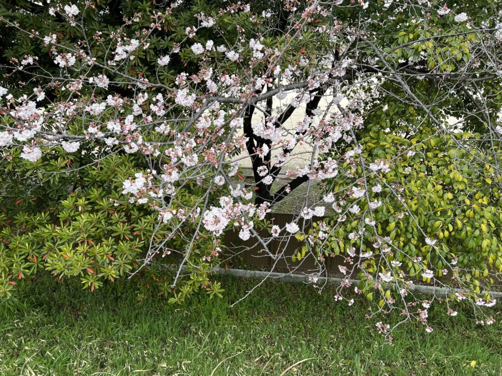小学校の校庭の桜