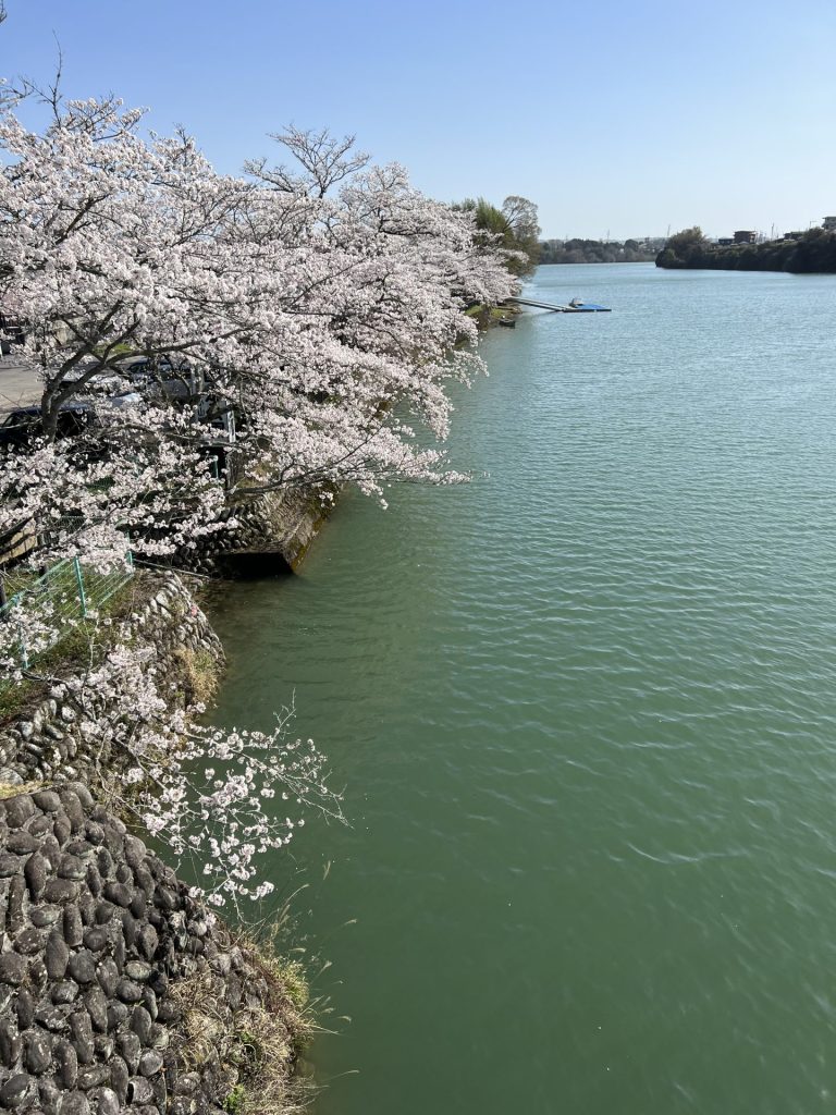 橋から見た桜