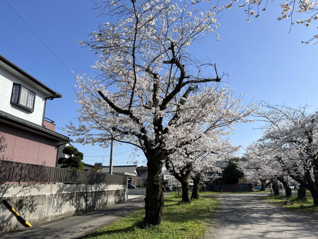 飛騨川の河原の桜2
