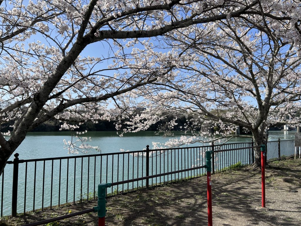 飛騨川の河原の桜1