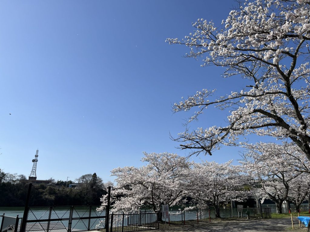 飛騨川の河原の桜3
