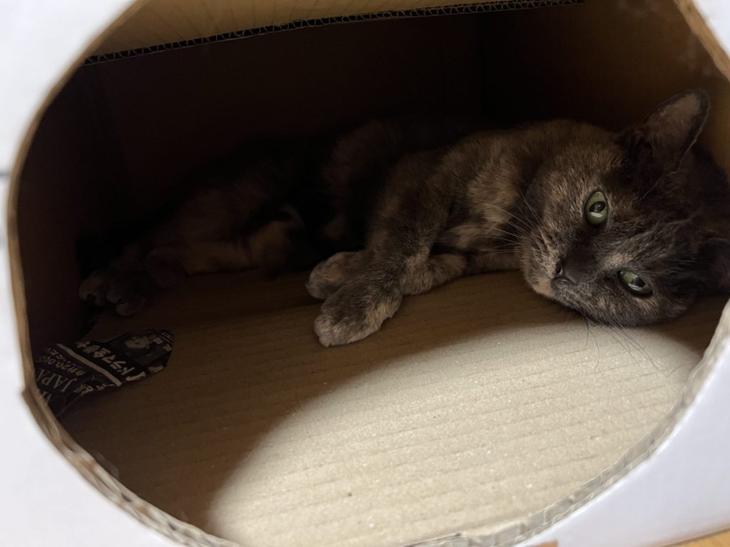 新しい箱が設置されてた、その2