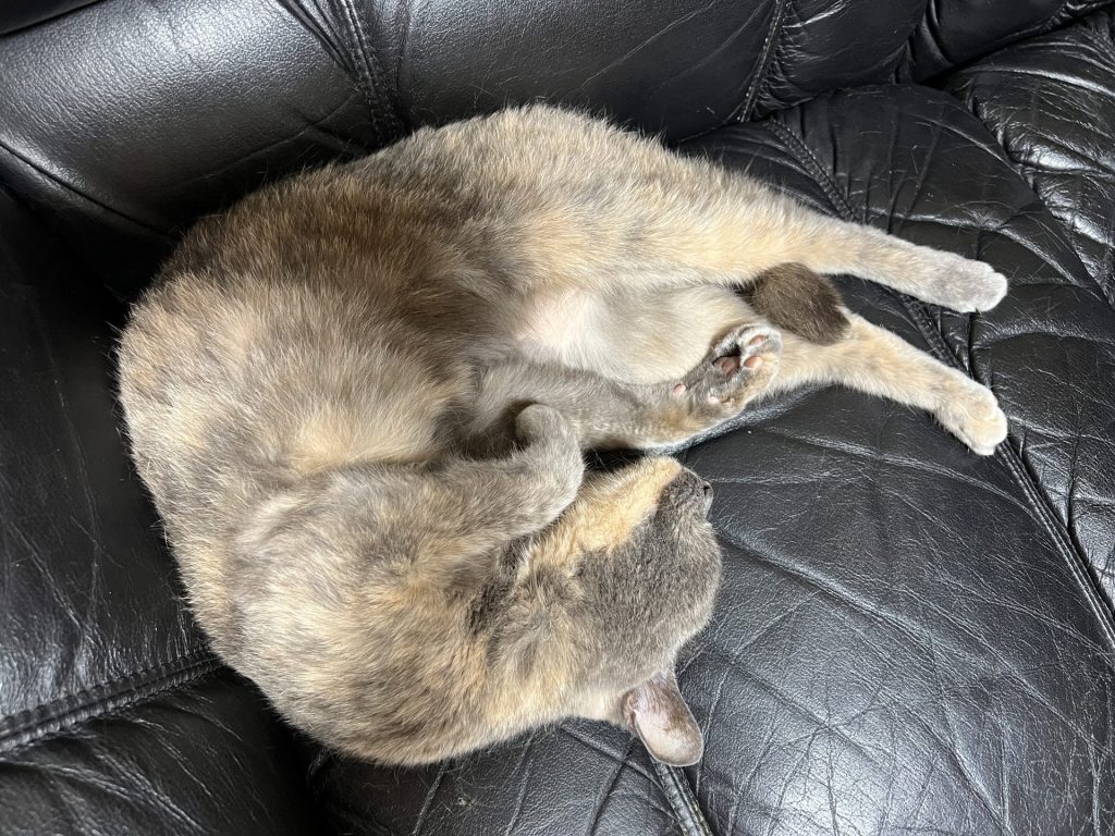 またたび玉には反応しない、その2