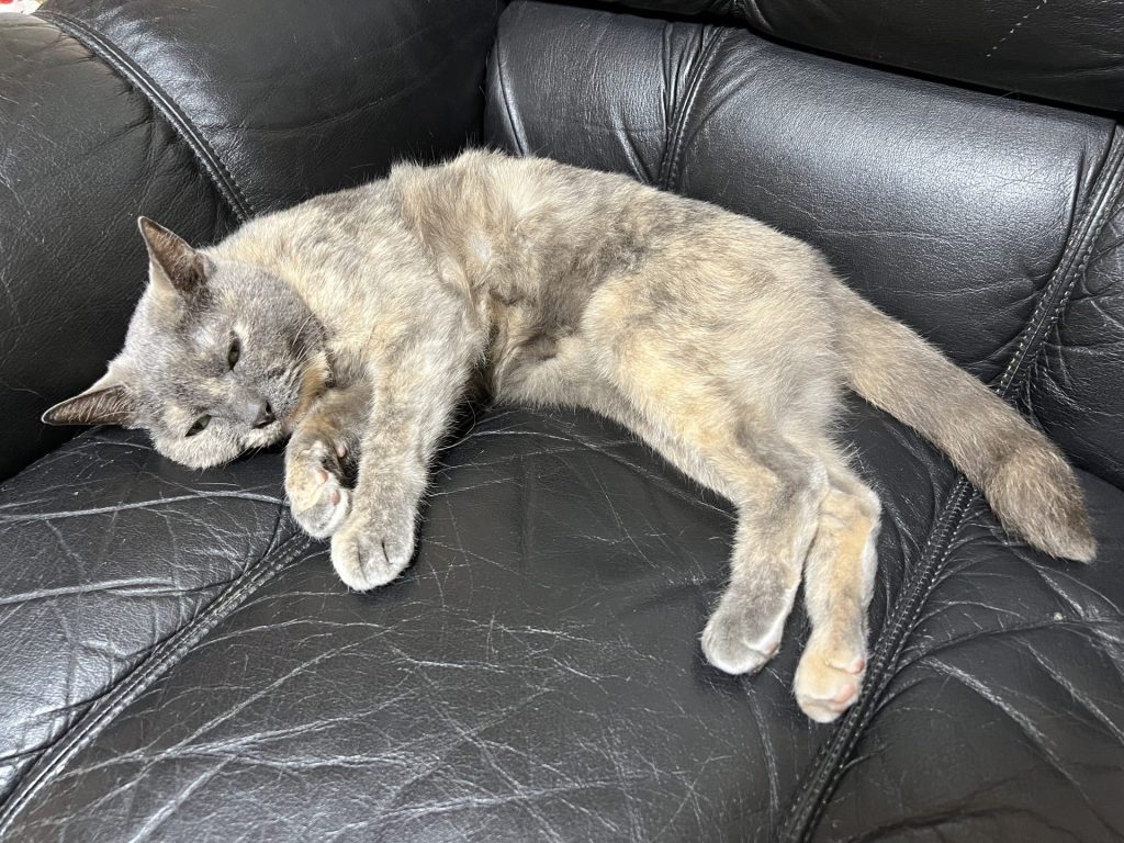 定位置で寝ている、その1