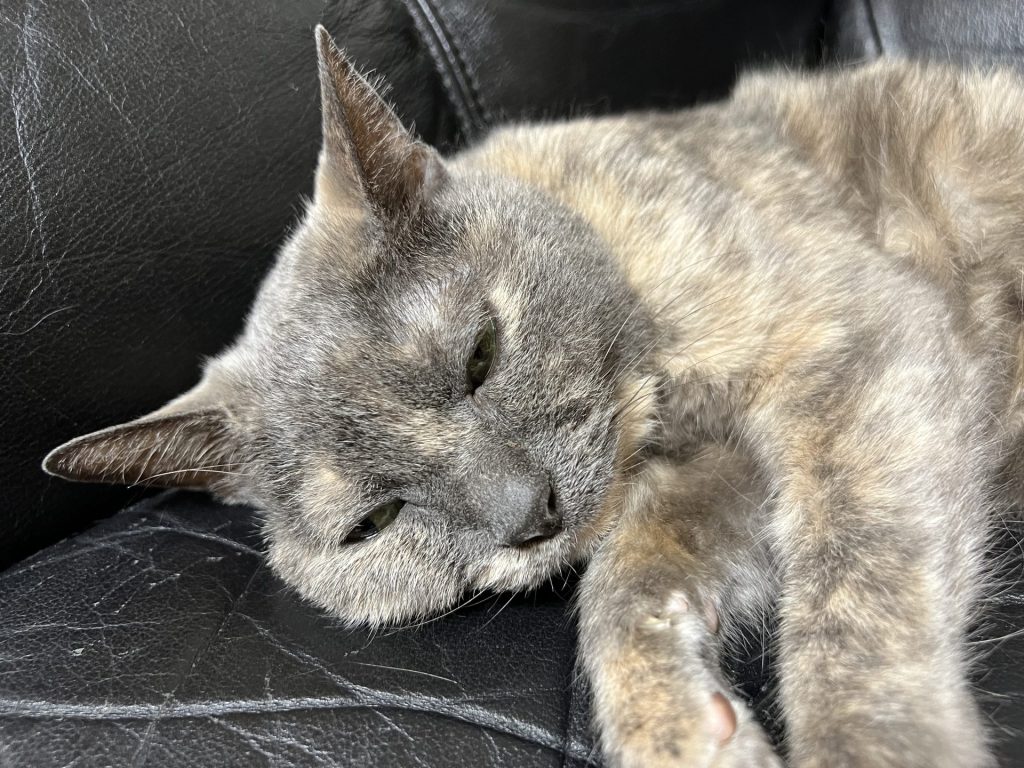 定位置で寝ている、その2