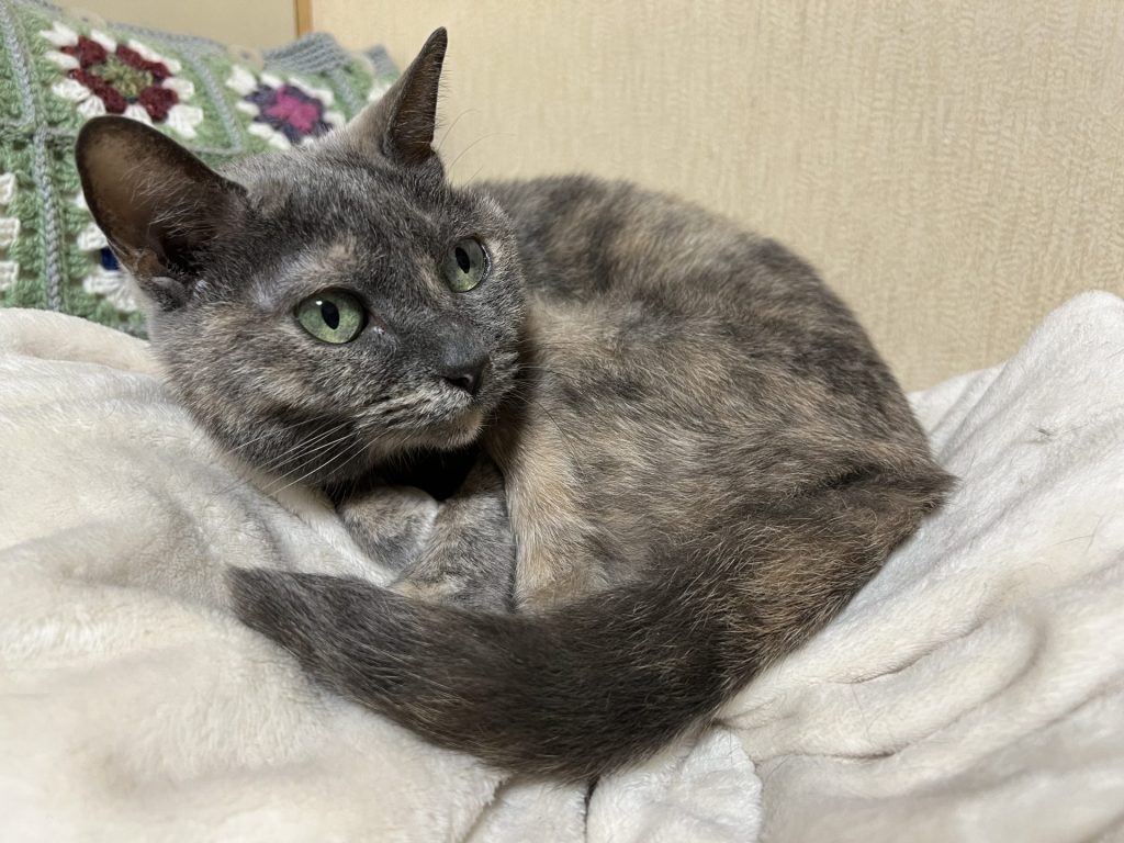 ねこ1匹目、その1