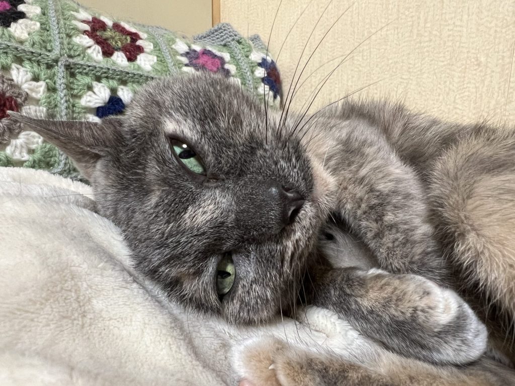 ねこ1匹目、その2