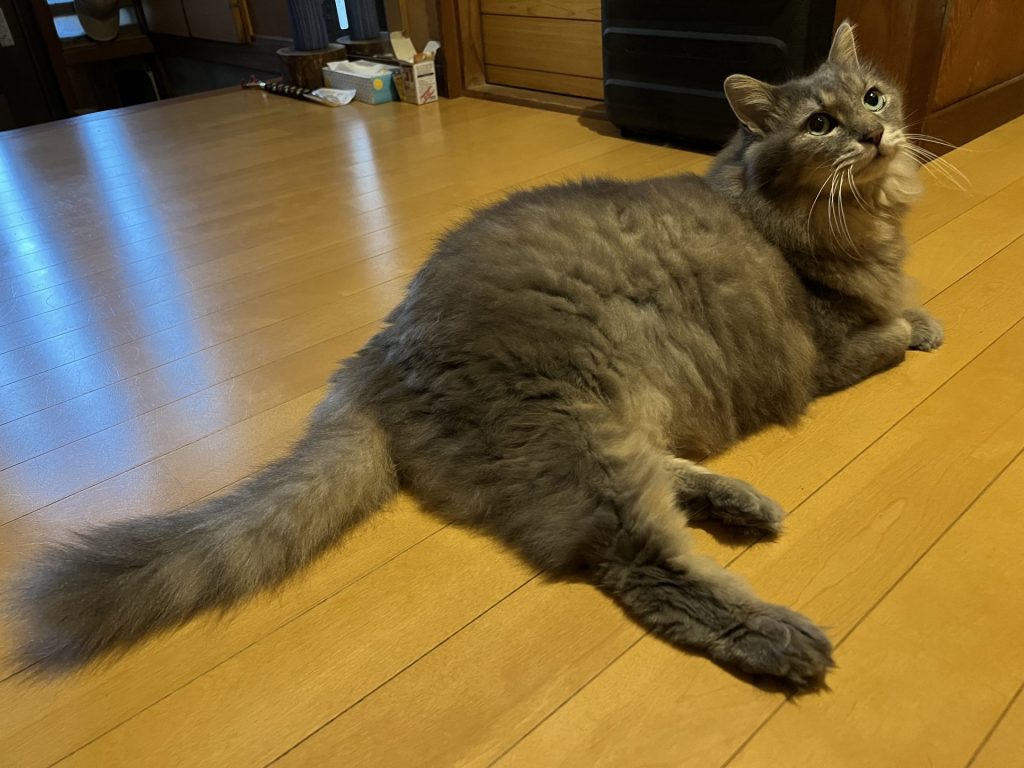 ねこ2匹目、その1