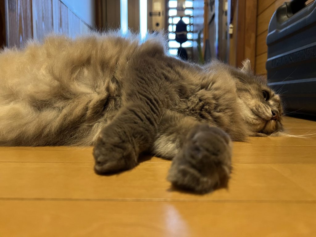 ねこ2匹目、その2