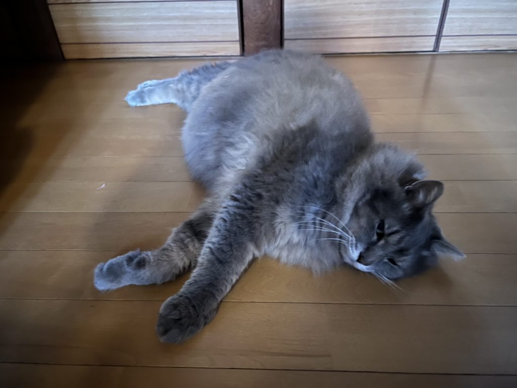 1匹は廊下、その1