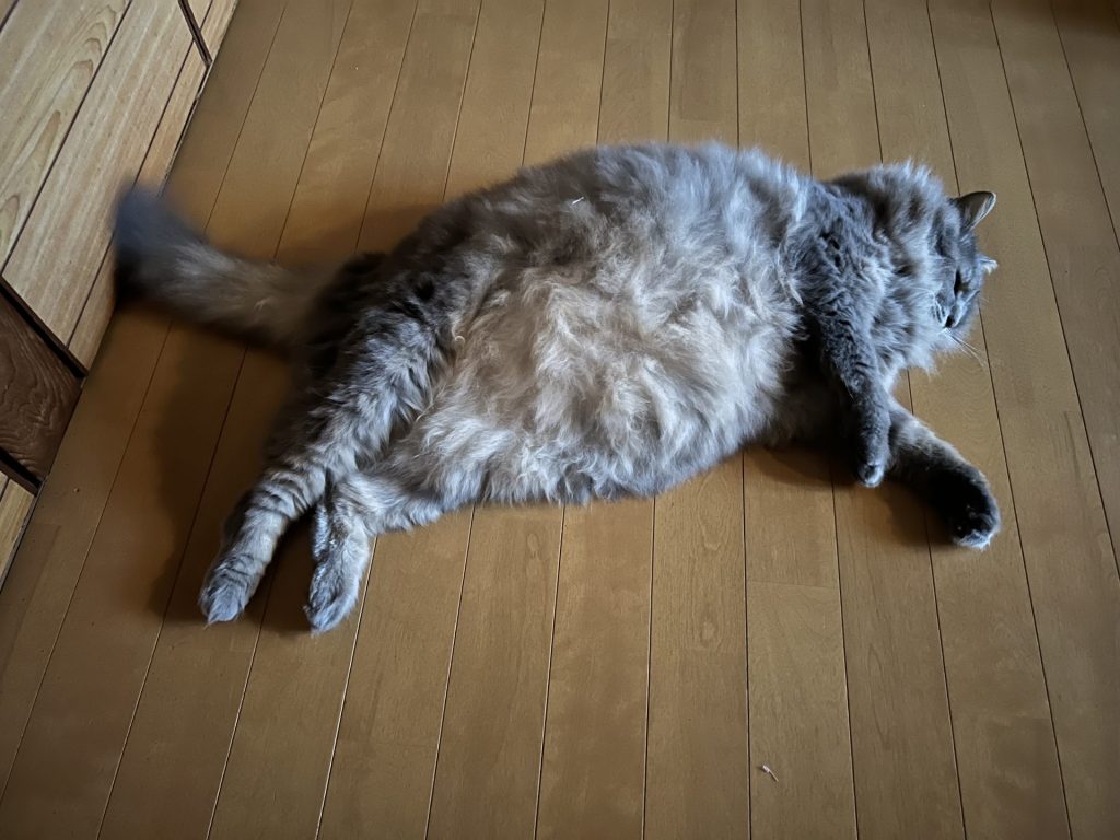 1匹は廊下、その2