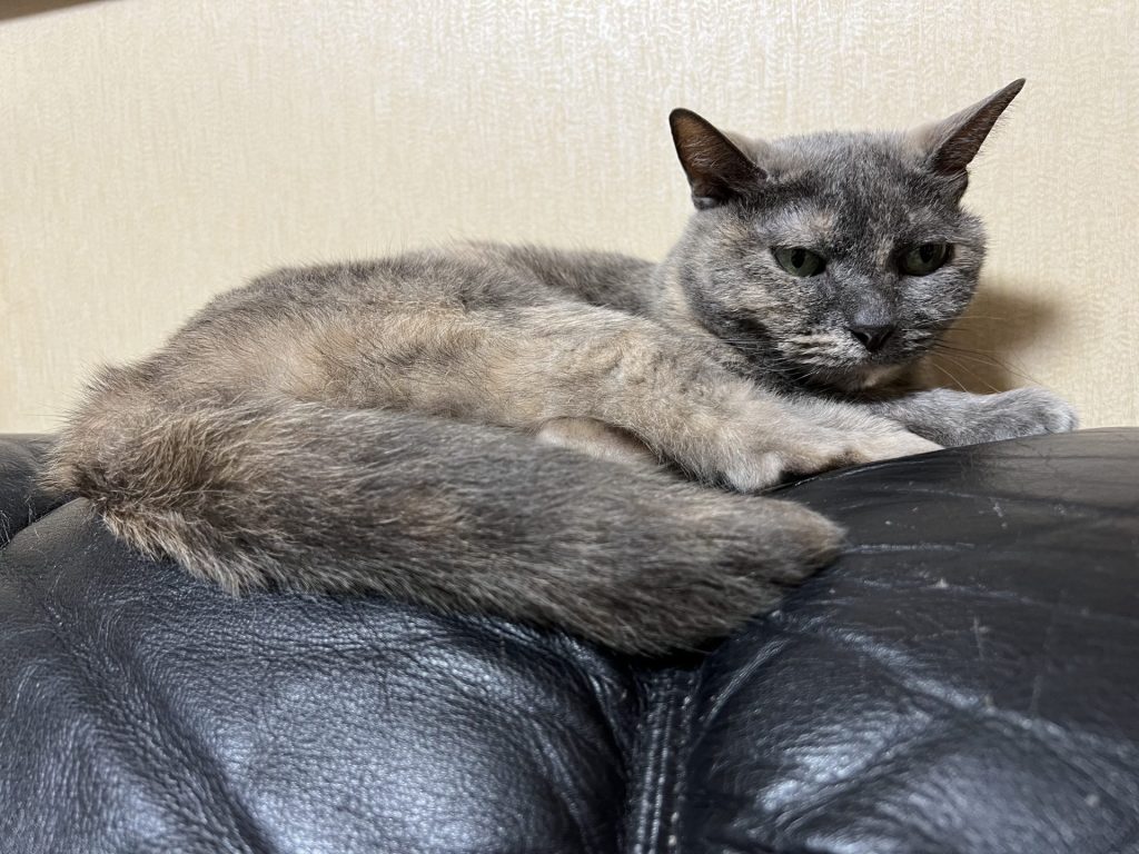 1匹はソファーの上、その2