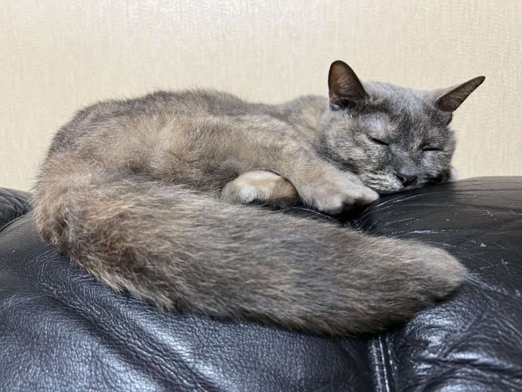 1匹はソファーの上、その1