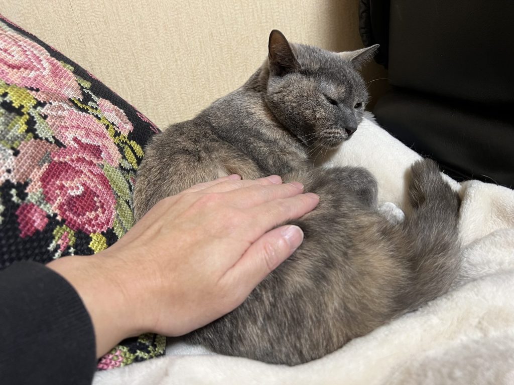 くつろいでいるところを撫でる、その2