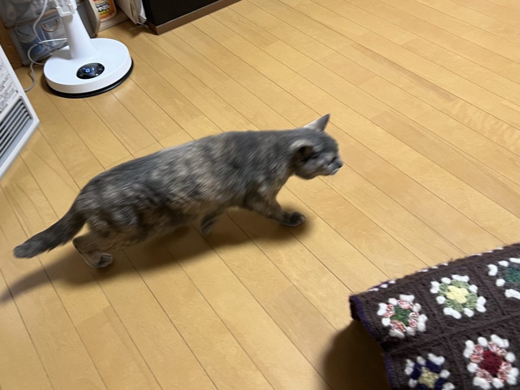 急いでどこかに向かう猫