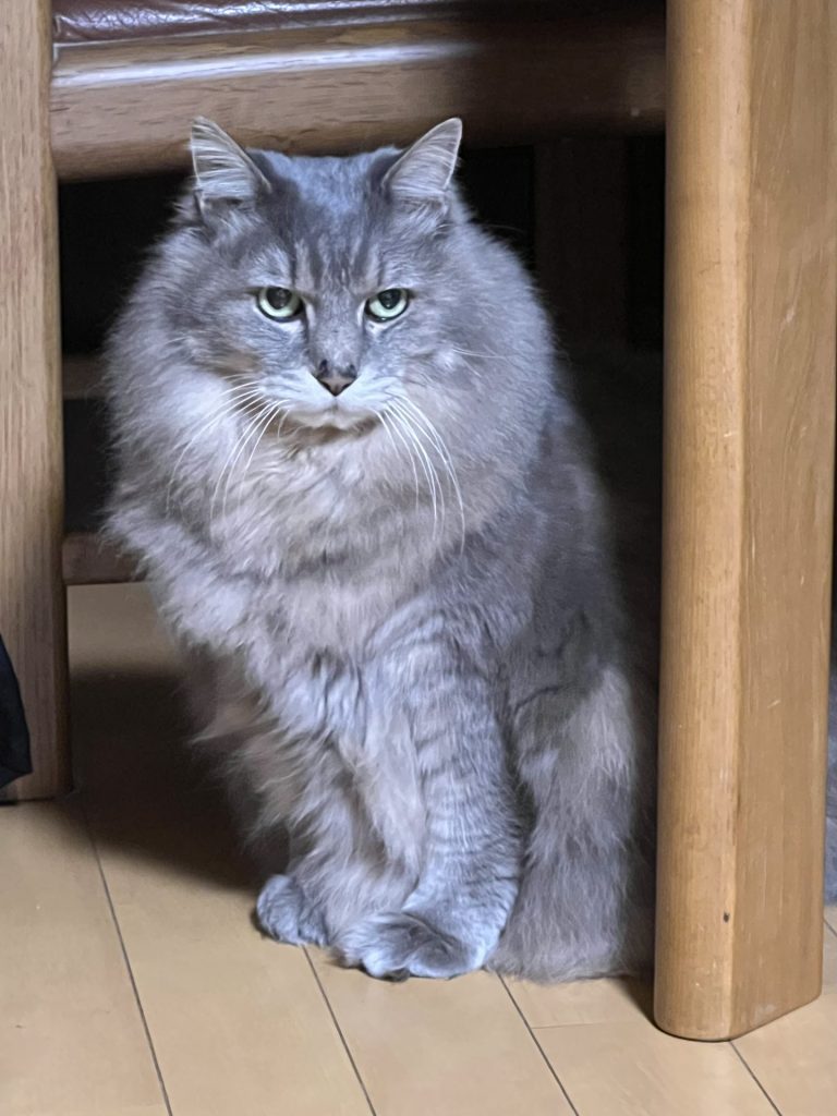 キリっとしてた