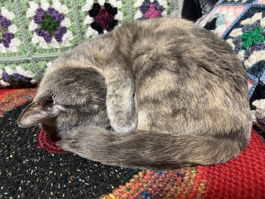 丸くなったり、伸びたり、その1