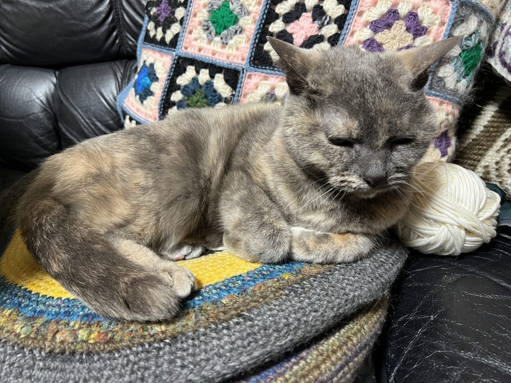 リビングで寝ている猫、その1