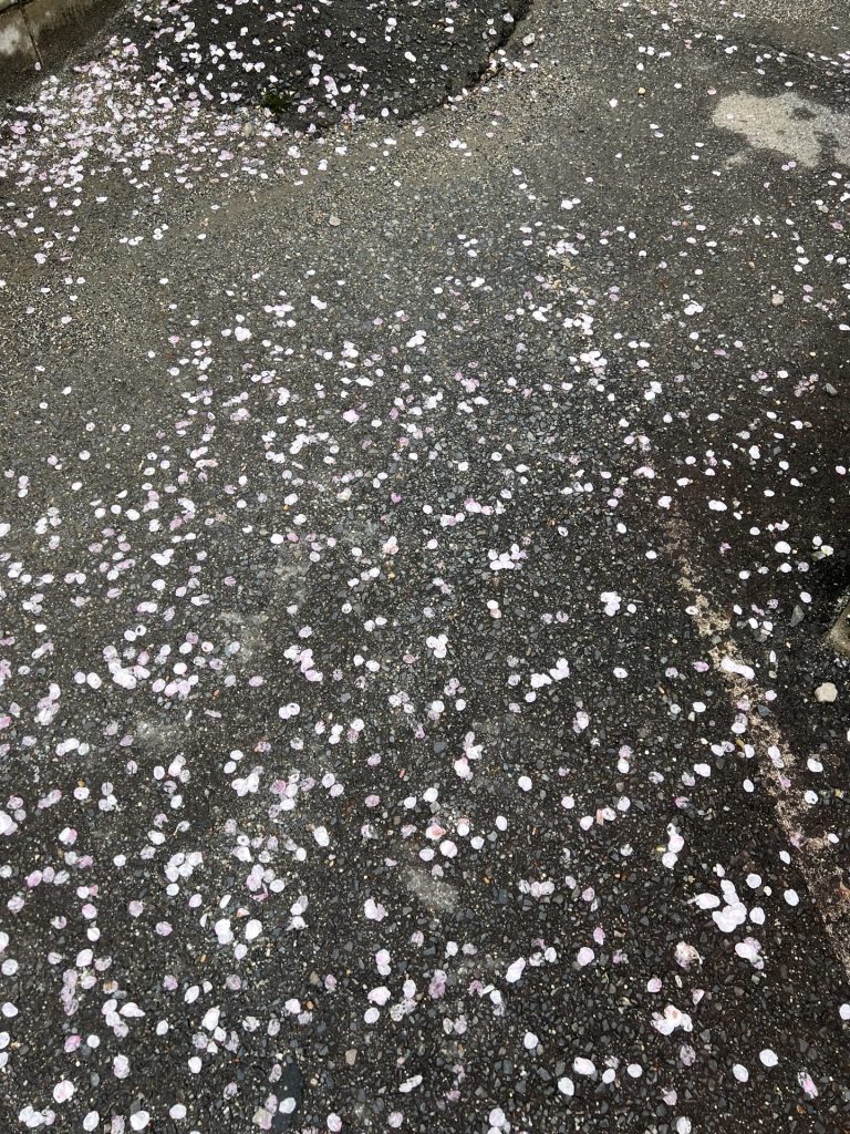 散る桜、その1