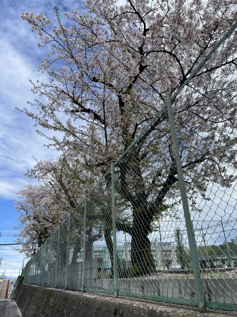 グラウンドに植えてある桜、その1