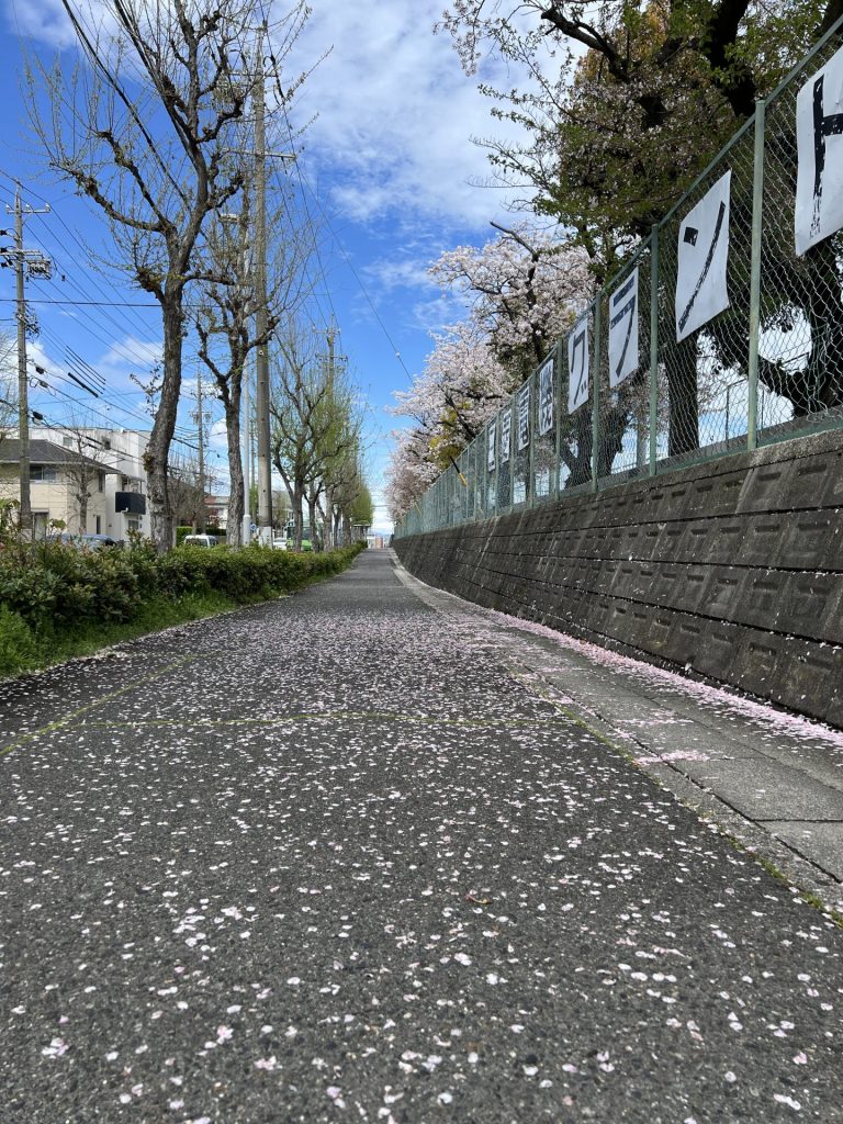 グラウンドに植えてある桜、その2