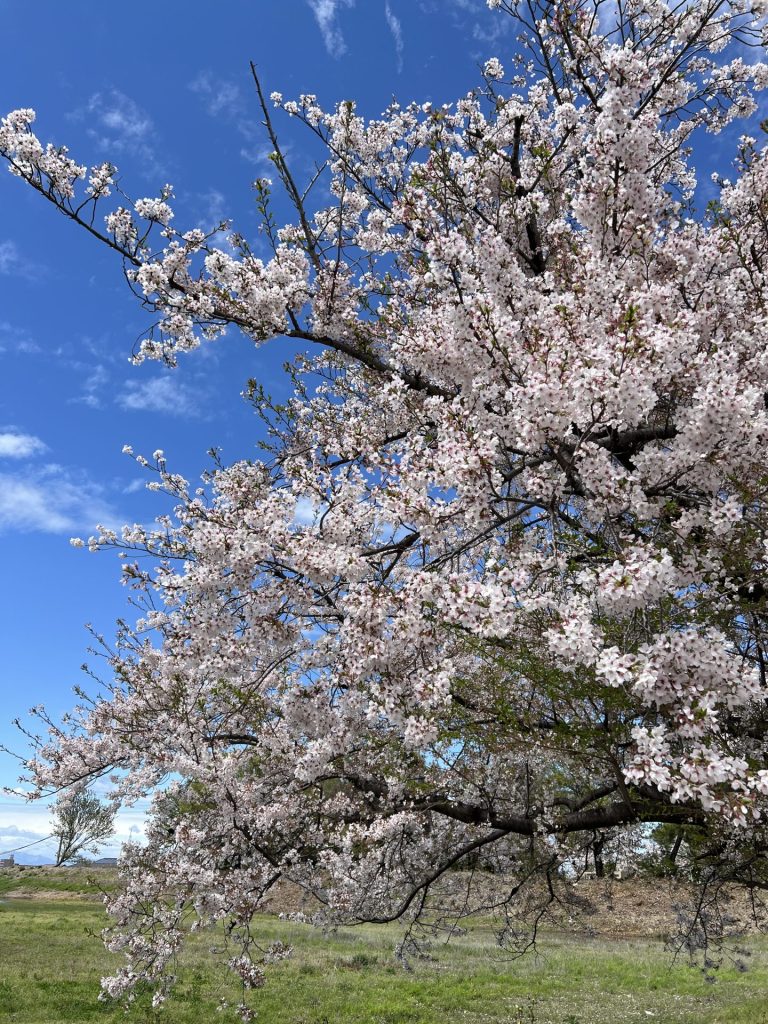 散る桜、その2