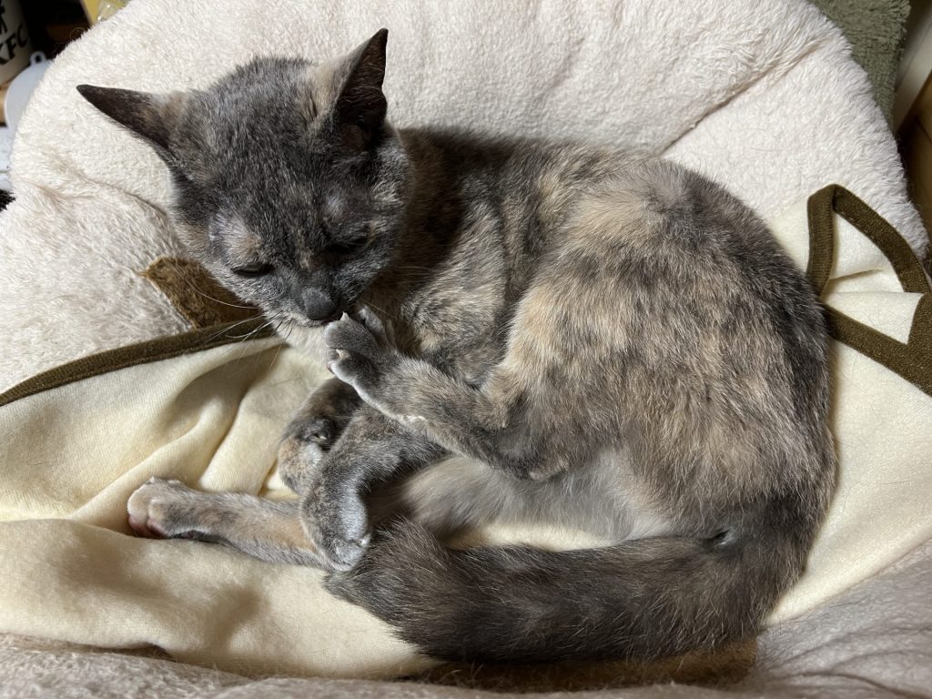 後ろ足をなめていた