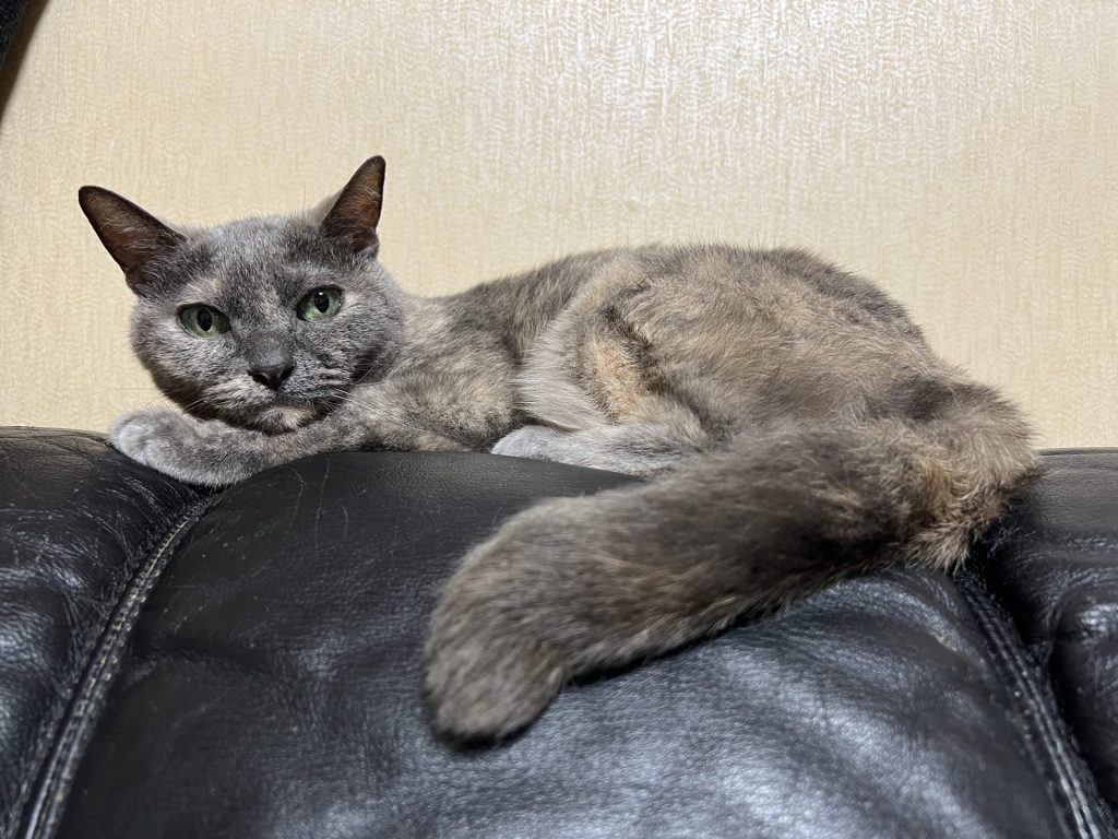 ソファー派、その2