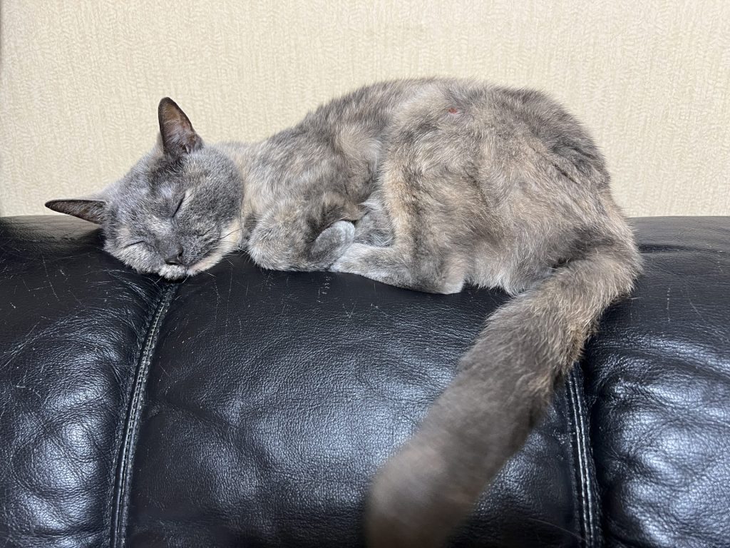 ソファー派、その1