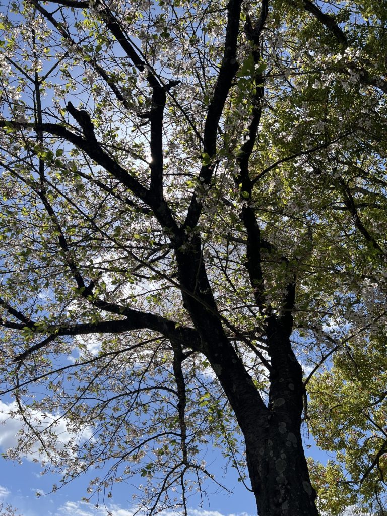 勢子坊公園の桜、その2