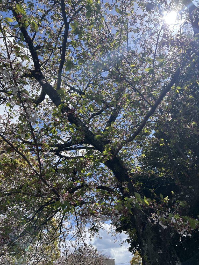 勢子坊公園の桜、その3