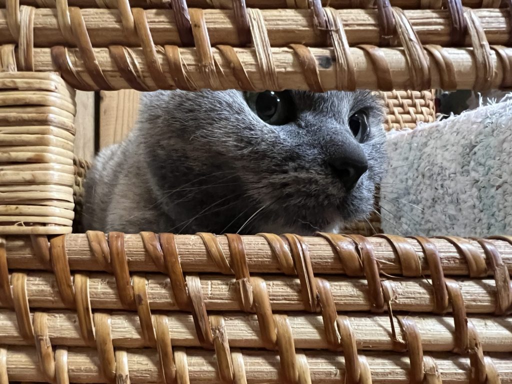 横から覗いてみた