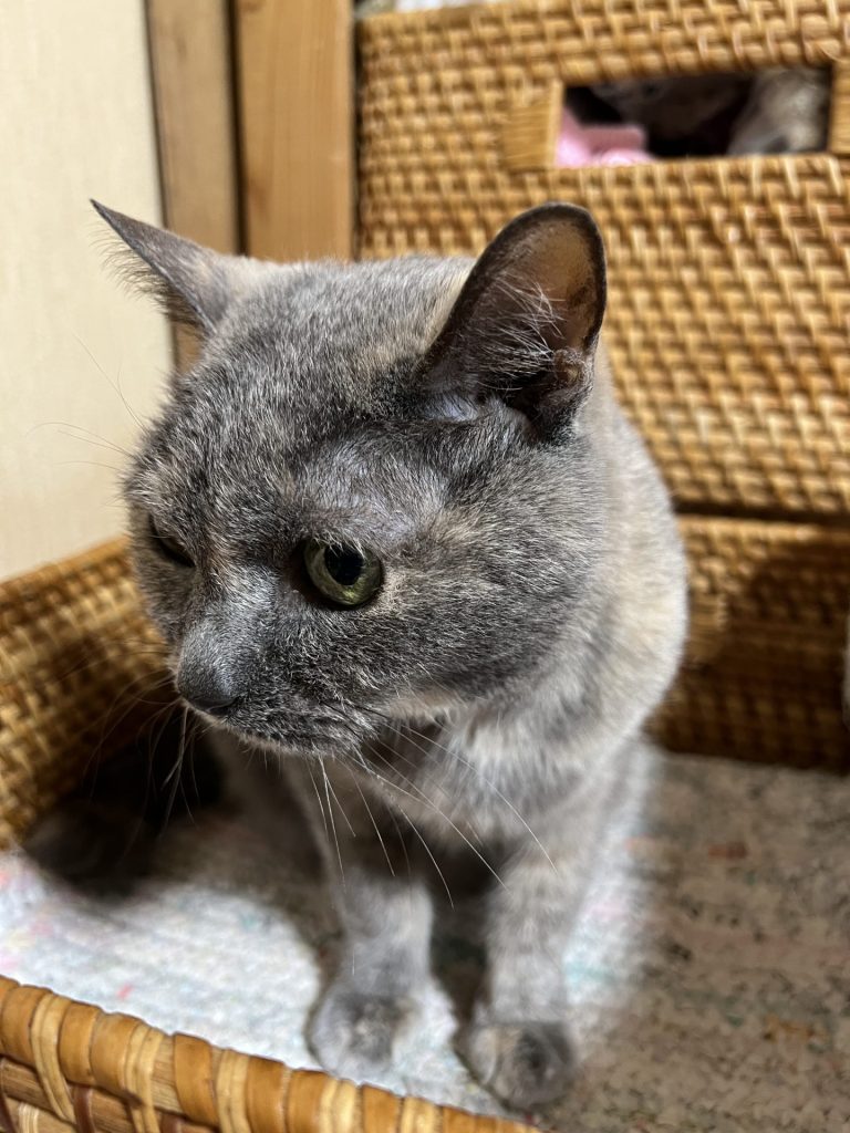 四角い籠に入っていた