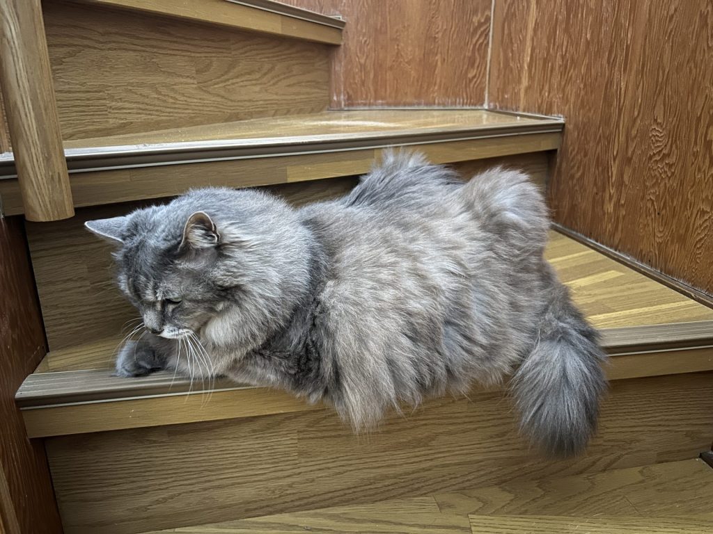 猫が階段に陣取っている